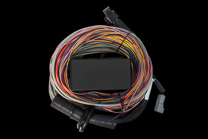 Haltech Elite 750 + Premium Universal Wire-in Harness Kit Length: 2.5m (8')